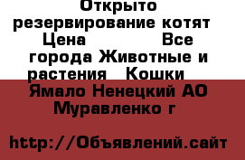 Открыто резервирование котят › Цена ­ 15 000 - Все города Животные и растения » Кошки   . Ямало-Ненецкий АО,Муравленко г.